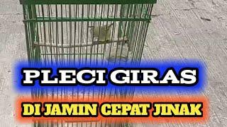 cara menjinakan pleci giras || cara menjinakan pleci ombyokan