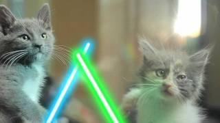 Jedi Kittens