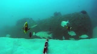 Underwater in Moreton Bay - Curtin Artificial Reef 2