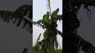 What's behind that Banana Tree | Blue Raptor Channel | #ramadhan #dinosaurs #cats #blueraptor