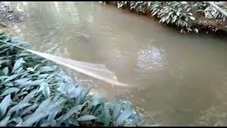 Menjala Ikan di sungai kecil