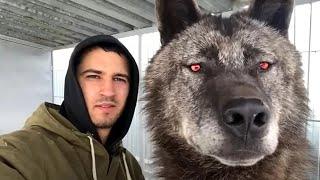 TOO BRAVE !!! This man raises the biggest and fiercest wolf in the world