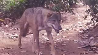 Iberian Wolf - Lobo Iberico (Zoo Barcelona): Beautiful!!!