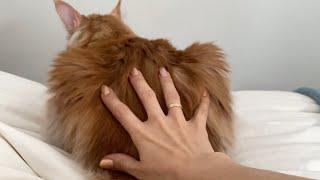  Maine Coon Cats Activation Noises  Meows Mrrps Backs  ASMR 