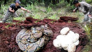 REALLY PROVEN THIS IS THE DISCOVERY OF THE LARGE PYTHON MONSTER MONSTER HEAD HEAD, THERE IS A LOT ..