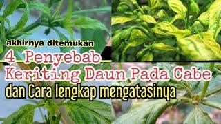 Keriting Daun cabe ada 4 jenis. berikut penjelasan lengkap dan cara mengatasinya