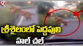 Tiger Spotted At Srisailam Ghat Road , Officials Alert Public | V6 News