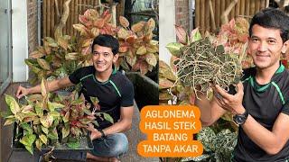 Aglonema Hasil Stek Batang