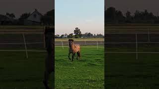 #slowmotion #serverok #horse #pegazs