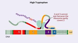 Trp operon Animation