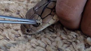 Removing a king cobra's eye caps left from incomplete shedding