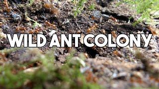 Searching For Wild Ant Colonies! Lasius Fuliginosus, Tapinoma sp , Myrmica sp, Lasius Niger