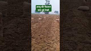 302 की पैदावार क्या आयी देखो #potatofarming #matarkikheti #aalu #harvesting #aalukabhav