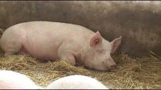 Поголовье свиней снижается в Казахстане
