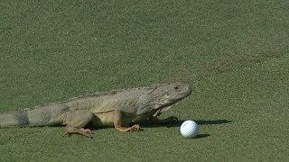 Iguana attacks Andrew Loupe's ball at the Puerto Rico Open