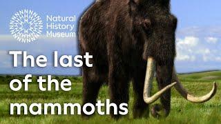 The last of the mammoths | Natural History Museum