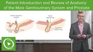 Patient Intro and Review of the Male Genitourinary System | Physical Examination