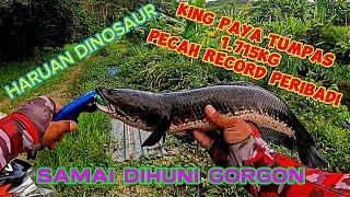 CASTING HARUAN | PENUNGGU PAYA TUMPAS | CASTING GABUS | CASTING TOMAN #fishing #mancing