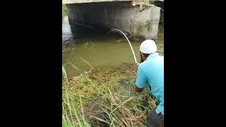 Piranha Fish Catching |Short videos#Youtubeshorts#Shorts#