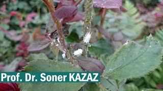 Simple Solutions for MealyBugs in Flowers