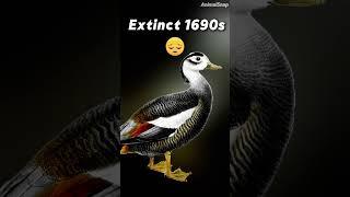 [Part 64]Animals That Went Extinct.  #animals #extinctanimals