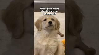 Important milestones for puppies  #dogshorts #dogs #puppies #goldenretrieverpuppy #goldenretriever