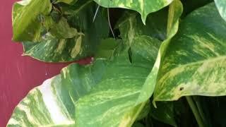 Giant Pothos plant