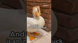 Two types of ducks 