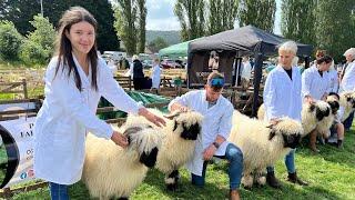 BATHING & SHOWING OUR VALAIS BLACKNOSE SHEEP