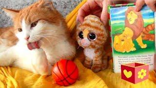 Simba and George cute cats | Bellboxes | Simba the king