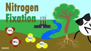 Animated Nitrogen Fixation