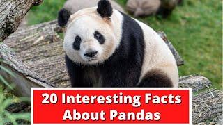 20 Interesting Facts About Pandas | Global Facts