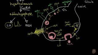 Le contrôle hormonal du système reproducteur de la femme