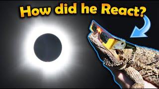 Our Bearded Dragon sees a full Eclipse! (Vlog MN to TX)