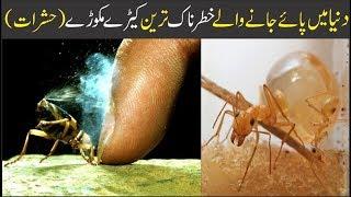 Amazing Insects in the World | Asif Ali TV