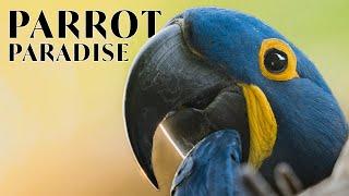 Parrot Paradise | In the Field with Donal Boyd