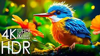 UNSEEN Beauty of 4K HDR 60FPS Dolby Atmos