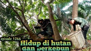 panen jengkol persiapan untuk pernikahan anak bang deri di desa warta petani muda hidup di hutan