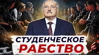 Студенческое рабство в Беларуси / Лукашенко взялся за образование / Отработка для ВСЕХ