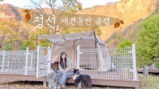 ️뒤에는 산, 앞에는 강! 배산임수 애견동반 캠핑장️ 어묵탕과 김치전에 막걸리 캬 | 강원도 정선 동강생태 체험학습장 펫 캠핑장에서 추억 만들기