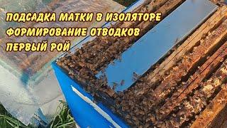 пчеловодство. подсадка матки в изоляторе,  формирование отводков первый рой