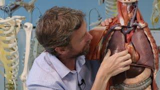 Thorax organs - plastic anatomy