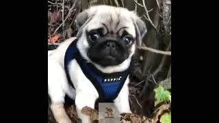 Cachorro Lindo Latindo #shorts #viralshorts #viral