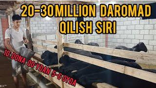 Uy sharoitida QOʻY boqib 20-30 MILLION  daromad 10 DONA qoʻydan#boqish#qoʻyboqish#sirlari