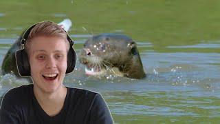 Davidkonsta can't stop laughing at otters | David reacts to Giant Ottes of Brazil