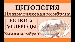 Цитология. Плазматическая мембрана. Ч.3. Белковый и углеводный состав.