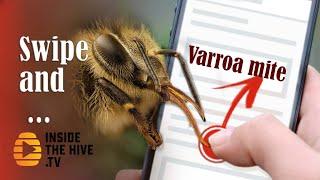 Modern BEEKEEPING wants to kill VARROA MITE