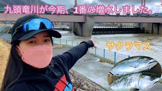 九頭竜川サクラマス遡上のチャンス