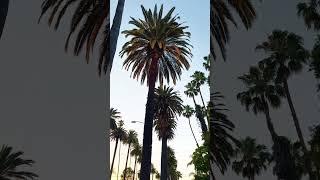 Palm Trees in Beverly Hills￼ #travel #beverlyhills #rodeodrive