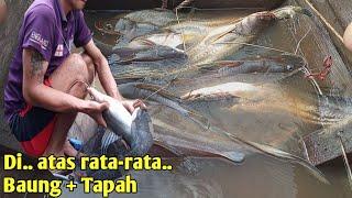 PASANG TAJUR STRIKE IKAN BAUNG DAN IKAN TAPAH DI AIR SUNGAI KALIMANTAN